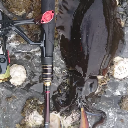 (対馬)墨族釣果投稿