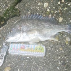 楽しい(^^)キビレ