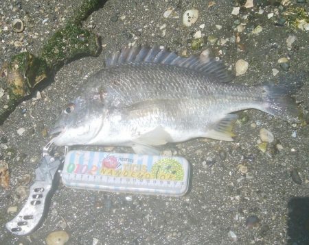 楽しい(^^)キビレ