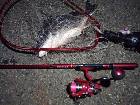 2022/05/04 南港ライトゲーム釣行