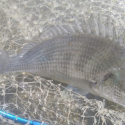 謎の巨大魚(^^)正体はエイ