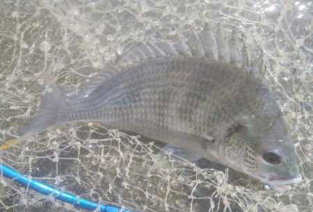 謎の巨大魚(^^)正体はエイ