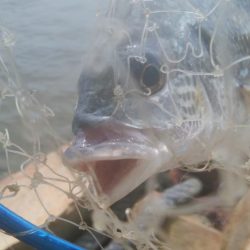 ハゼ釣り楽しいデス(^^)