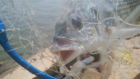 ハゼ釣り楽しいデス(^^)