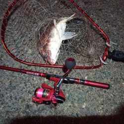 2022/05/06 南港ライトゲーム釣行