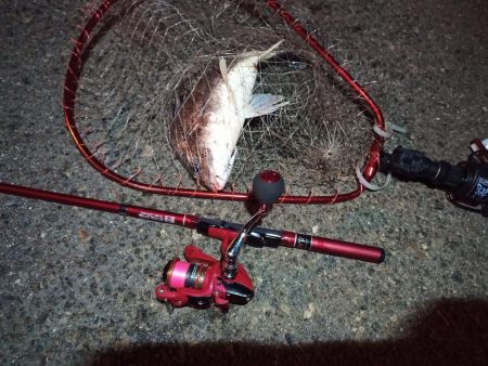 2022/05/06 南港ライトゲーム釣行