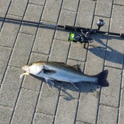 シーバス楽しい。