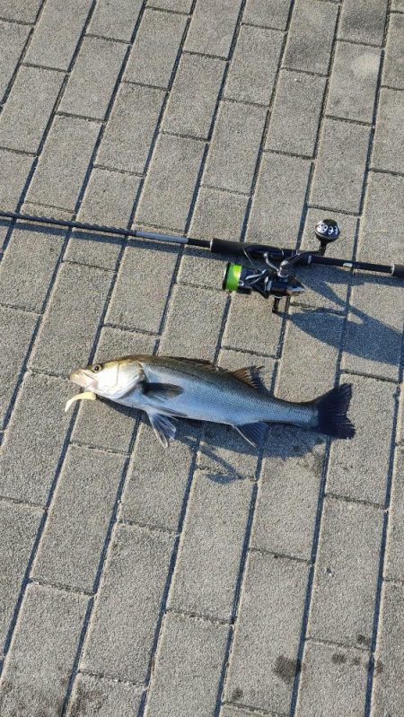 シーバス楽しい。