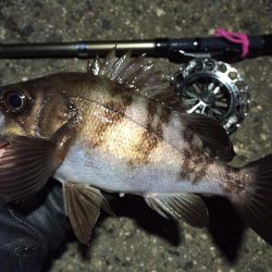 2022/05/07 南港ヘチ釣り釣行