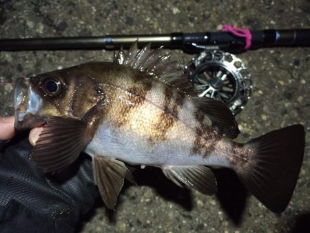 2022/05/07 南港ヘチ釣り釣行