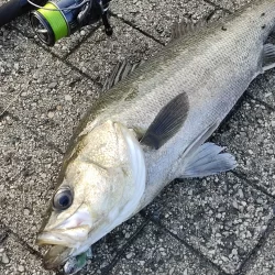 シーバス風強め