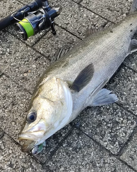 シーバス風強め