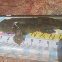 デイ　チニング絶好調( ^o^)