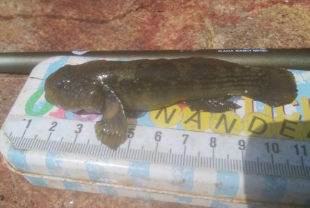 デイ　チニング絶好調( ^o^)