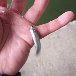 2022/05/09 大阪市内河川 稚鮎釣り