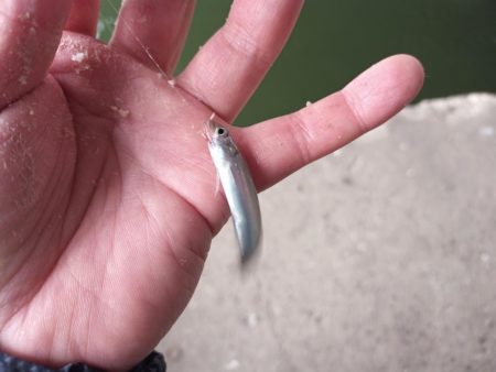 2022/05/09 大阪市内河川 稚鮎釣り