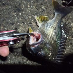 2022/05/10 南港 早朝ライトゲーム釣行