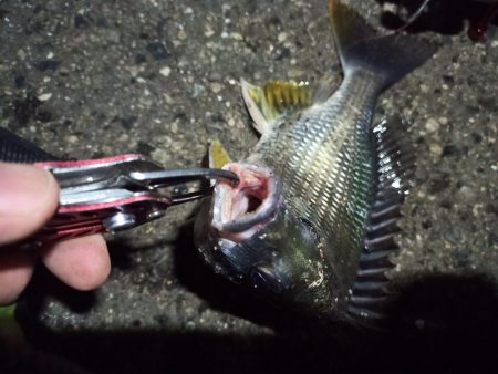 2022/05/10 南港 早朝ライトゲーム釣行