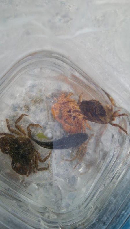 色々釣れて楽しかったデス(^^)