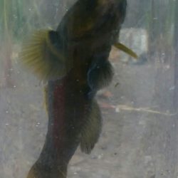 ♡ハゼ釣りは楽しいデス♡