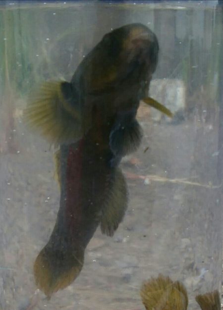 ♡ハゼ釣りは楽しいデス♡