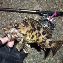 2022/05/11 南港ヘチ釣り釣行