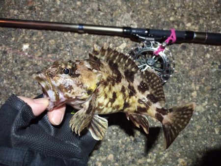 2022/05/11 南港ヘチ釣り釣行