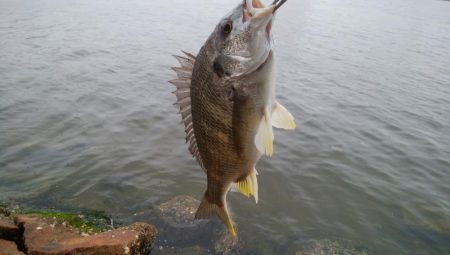 キビレ釣り(^^)楽しいデスね!