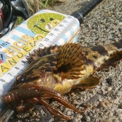 ライトゲーム(^^)楽しいデス♡♬♬♬