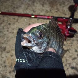 2022/05/14 南港ライトゲーム釣行