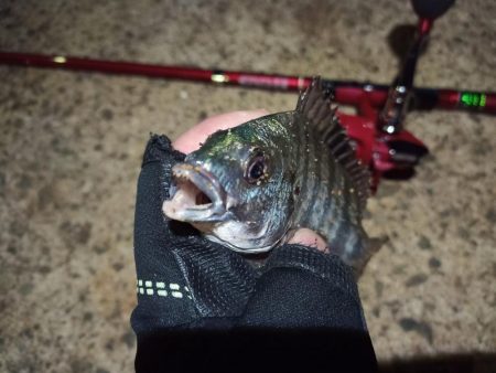 2022/05/14 南港ライトゲーム釣行