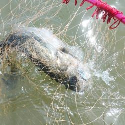 連日のシーバス