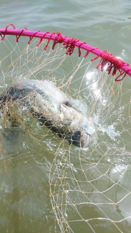 連日のシーバス