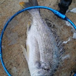 キャスティングキビレゲーム(^^)