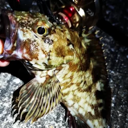 大阪湾奥最前戦