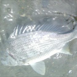 14匹Get!チヌ・キビレ(^^)