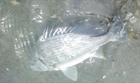 14匹Get!チヌ・キビレ(^^)