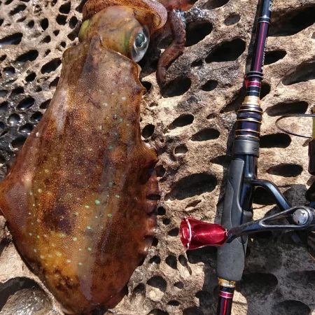 墨族釣果投稿⑧