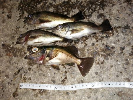 アジの回遊ありました