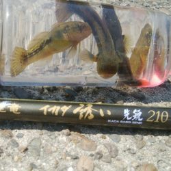 ライトゲーム(^^)楽しいデス♡♬♬♬