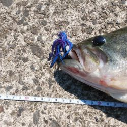 レイトスポーン