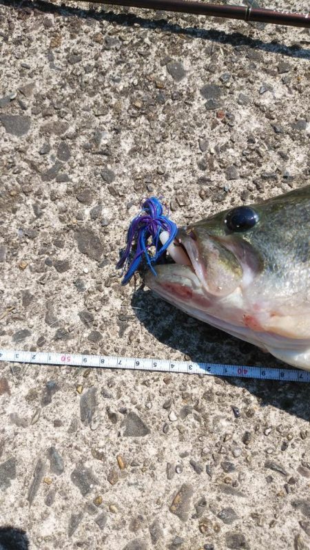 レイトスポーン