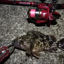 2022/05/18 南港ライトゲーム釣行