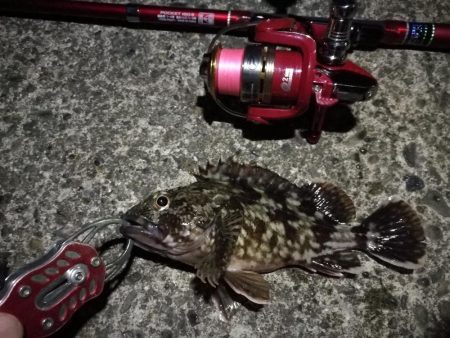 2022/05/18 南港ライトゲーム釣行