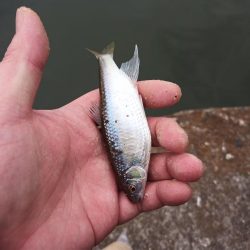 2022/05/19 大阪市内河川 稚鮎釣り