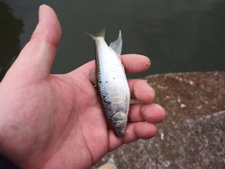 2022/05/19 大阪市内河川 稚鮎釣り