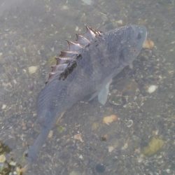 釣り日和(^^)大漁