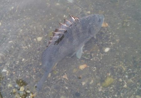 釣り日和(^^)大漁
