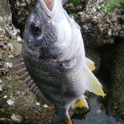 キビレ釣りは楽しい(^^)