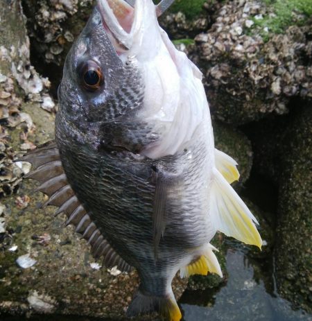 キビレ釣りは楽しい(^^)